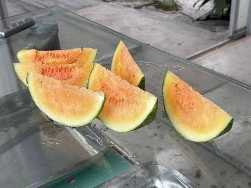 甲子路吃瓜,揭秘街头美食背后的故事