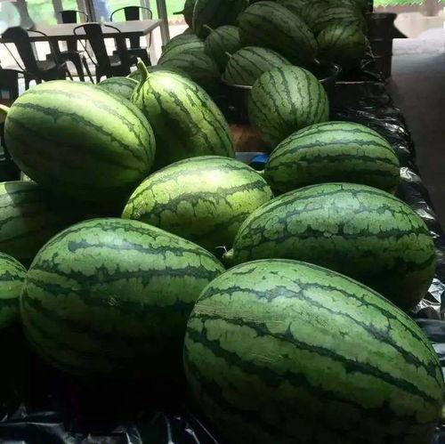 吃瓜16号,一场全民热议的瓜界盛宴