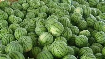 到瓜地里找瓜吃,瓜地探险记