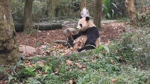 吃瓜小熊幼稚园,欢乐童年，快乐成长