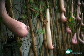 野外瓜敢吃吗,野外瓜果安全食用指南